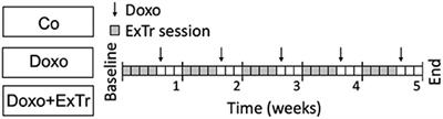 Exercise Training Preserves Myocardial Strain and Improves Exercise Tolerance in Doxorubicin-Induced Cardiotoxicity